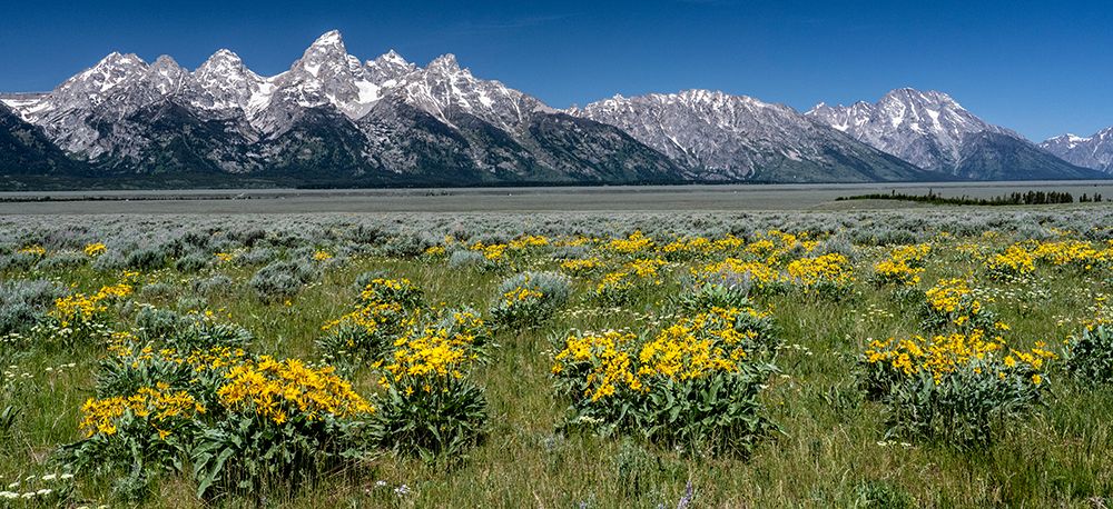 USA-Wyoming. Grand Teton Range and Arrowleaf Balsamroot wildflowers-Grand Teton National Park. art print by Judith Zimmerman for $57.95 CAD