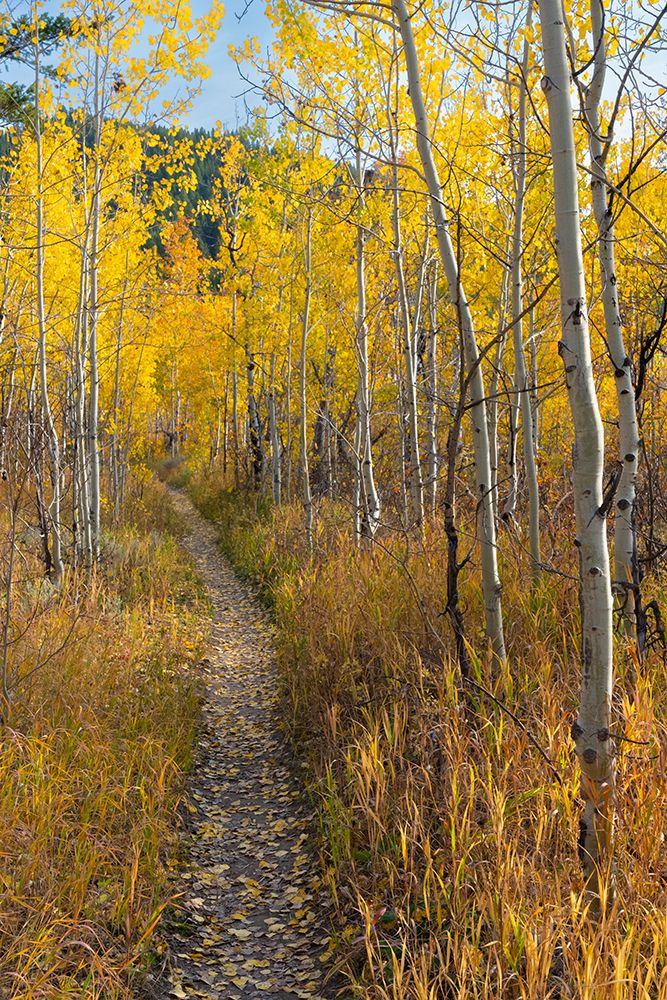 USA-Wyoming. Trail through autumn Aspens and grasslands-Black Tail Butte-Grand Teton NP. art print by Judith Zimmerman for $57.95 CAD