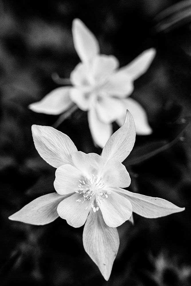 USA-Wyoming. Columbine wildflowers-Grand Teton National Park. art print by Judith Zimmerman for $57.95 CAD