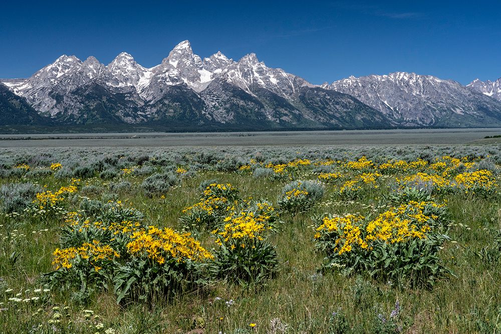 USA-Wyoming. Grand Teton Range-Grand Teton National Park. art print by Judith Zimmerman for $57.95 CAD