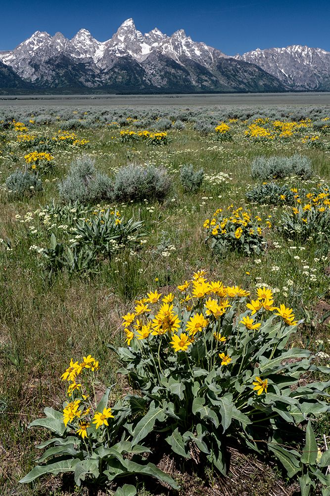 USA-Wyoming. Grand Teton Range and Arrowleaf Balsamroot wildflowers-Grand Teton National Park. art print by Judith Zimmerman for $57.95 CAD
