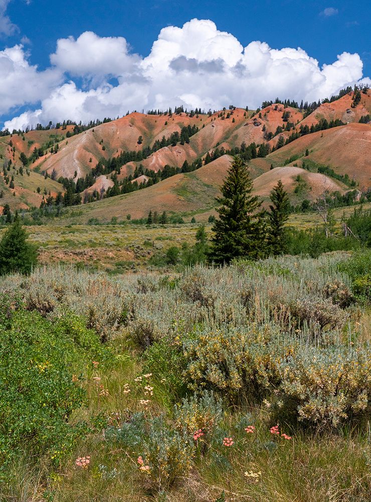 USA-Wyoming. Red Hills-Bridger Teton National Forest. art print by Judith Zimmerman for $57.95 CAD