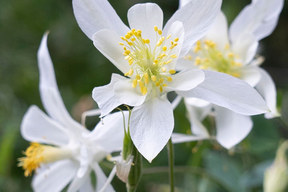 USA-Wyoming. Columbine wildflowers-Grand Teton National Park. art print by Judith Zimmerman for $57.95 CAD