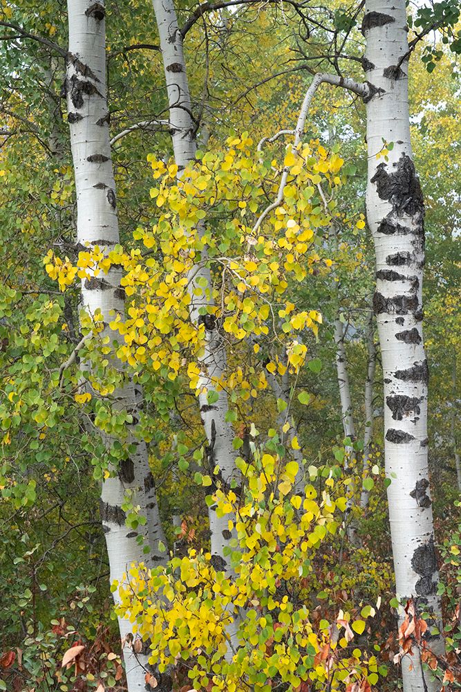 USA-Wyoming. Fog descending on autumn Aspen near Jackson Hole. art print by Judith Zimmerman for $57.95 CAD