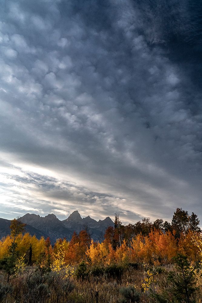 USA-Wyoming. Autumn evening near Black Tail Butte-Grand Teton National Park. art print by Judith Zimmerman for $57.95 CAD