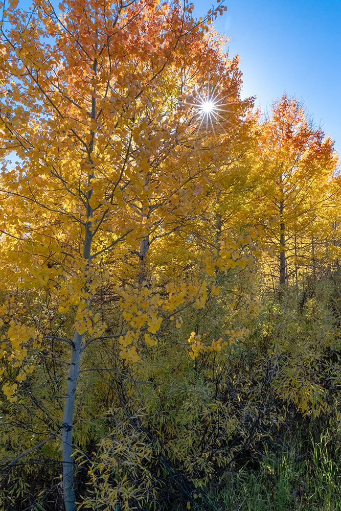 USA-Wyoming. Autumn Aspen near the Oxbow Bend-Grand Teton National Park. art print by Judith Zimmerman for $57.95 CAD