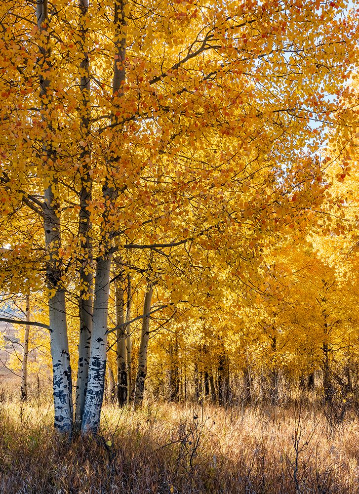 USA-Wyoming. Autumn Aspen near the Oxbow Bend-Grand Teton National Park. art print by Judith Zimmerman for $57.95 CAD