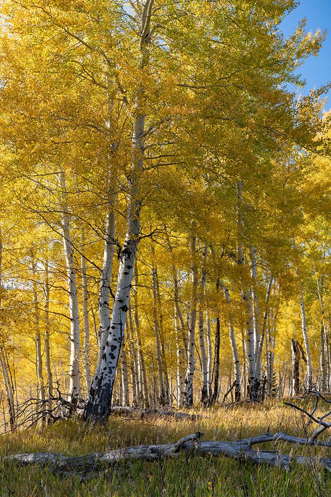 USA-Wyoming. Autumn Aspen near the Oxbow Bend-Grand Teton National Park. art print by Judith Zimmerman for $57.95 CAD