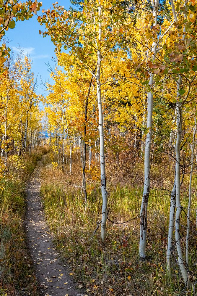 Wyoming. Trail through autumn Aspens and grasslands-Black Tail Butte-Grand Teton National Park. art print by Judith Zimmerman for $57.95 CAD