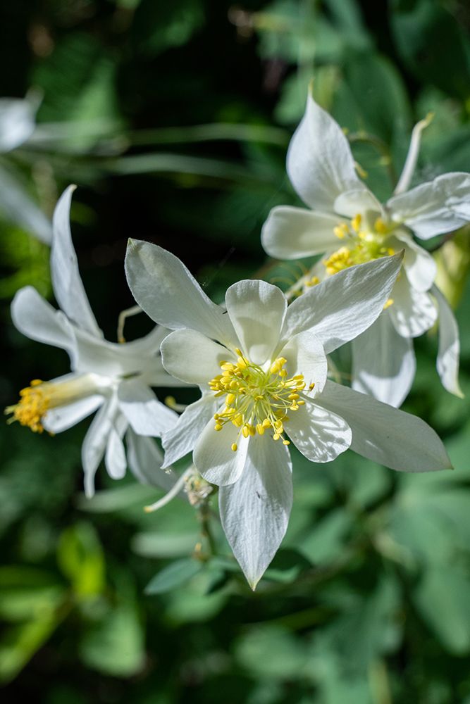 USA-Wyoming. Columbine wildflowers-Grand Teton National Park. art print by Judith Zimmerman for $57.95 CAD