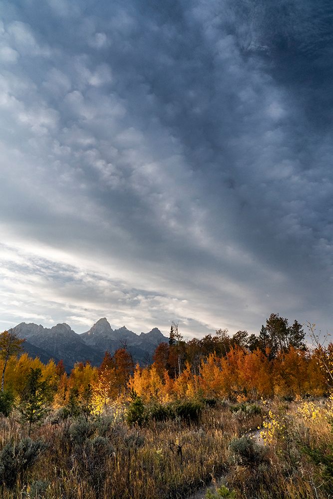 USA-Wyoming. Autumn evening near Black Tail Butte-Grand Teton National Park. art print by Judith Zimmerman for $57.95 CAD