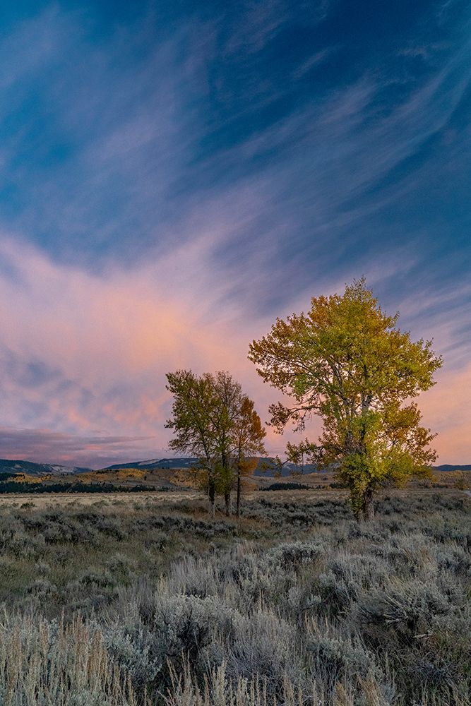 USA-Wyoming. Sunset clouds and cottonwoods-near Antelope Flats and Mormon Row-Grand Teton NP art print by Judith Zimmerman for $57.95 CAD