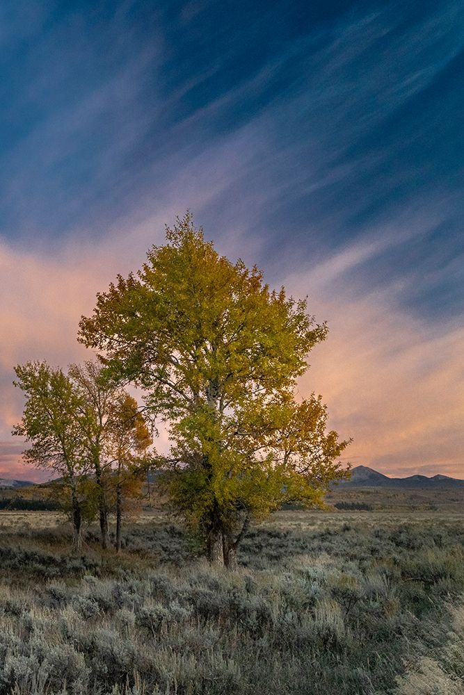 USA-Wyoming. Sunset clouds and cottonwoods-near Antelope Flats and Mormon Row-Grand Teton NP art print by Judith Zimmerman for $57.95 CAD