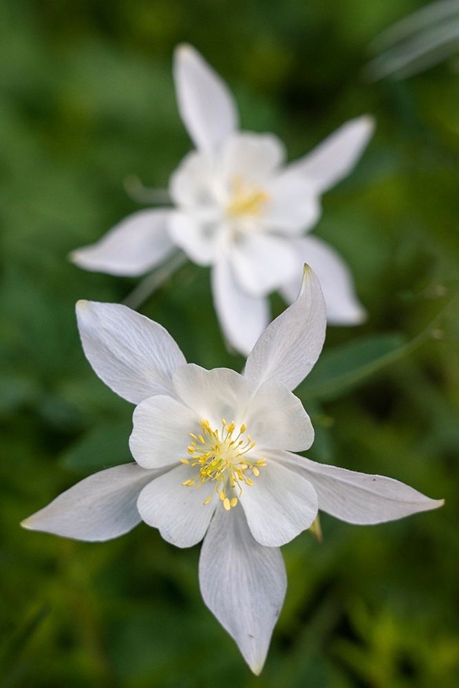 USA-Wyoming. Columbine wildflowers-Grand Teton National Park. art print by Judith Zimmerman for $57.95 CAD