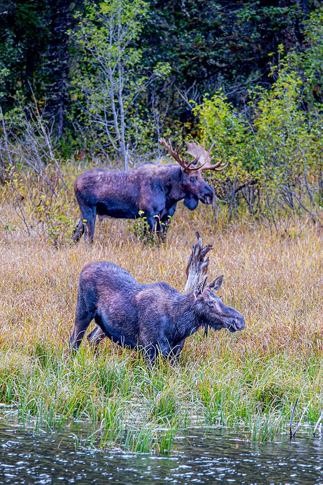 A pair of moose, male and female, in Grand Teton National Park. art print by Larry Richardson for $57.95 CAD