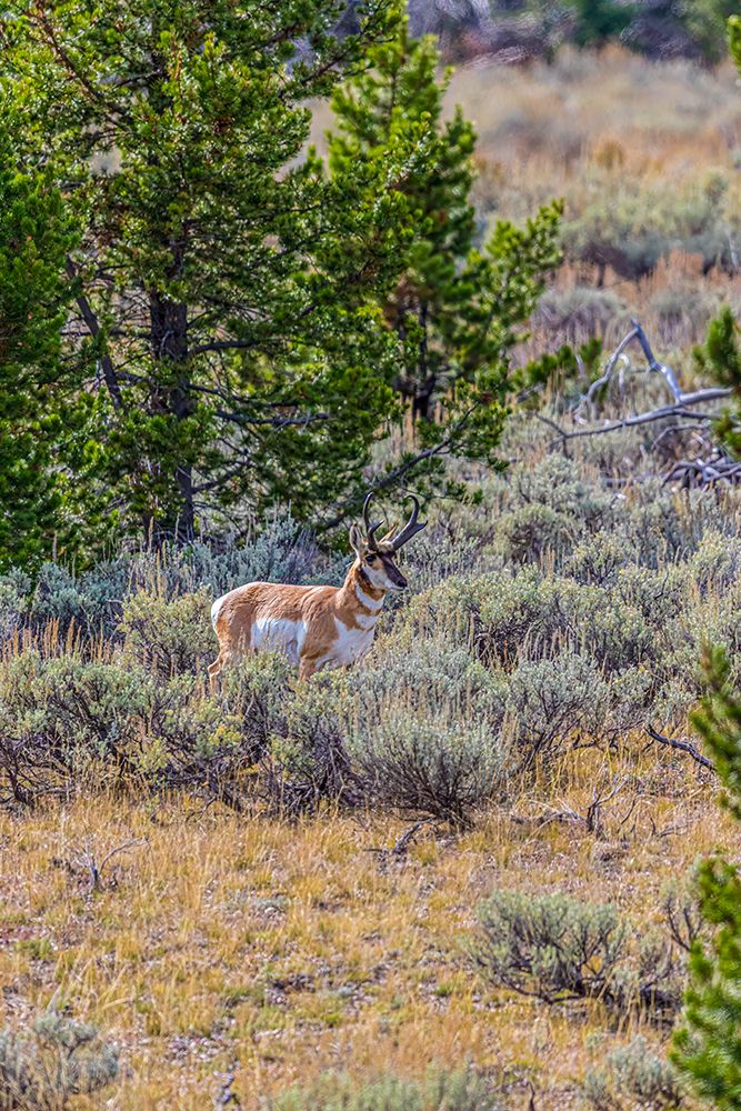 A pronghorn antelope in the Grand Teton National Park. art print by Larry Richardson for $57.95 CAD