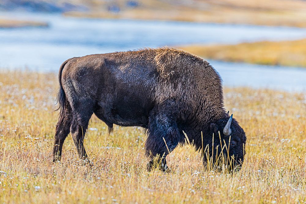 Bison along Fairy Creek in Yellowstone National Park. art print by Larry Richardson for $57.95 CAD