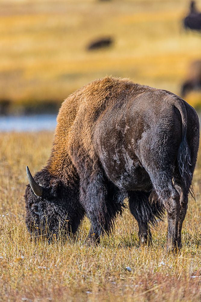 Bison along Fairy Creek in Yellowstone National Park. art print by Larry Richardson for $57.95 CAD