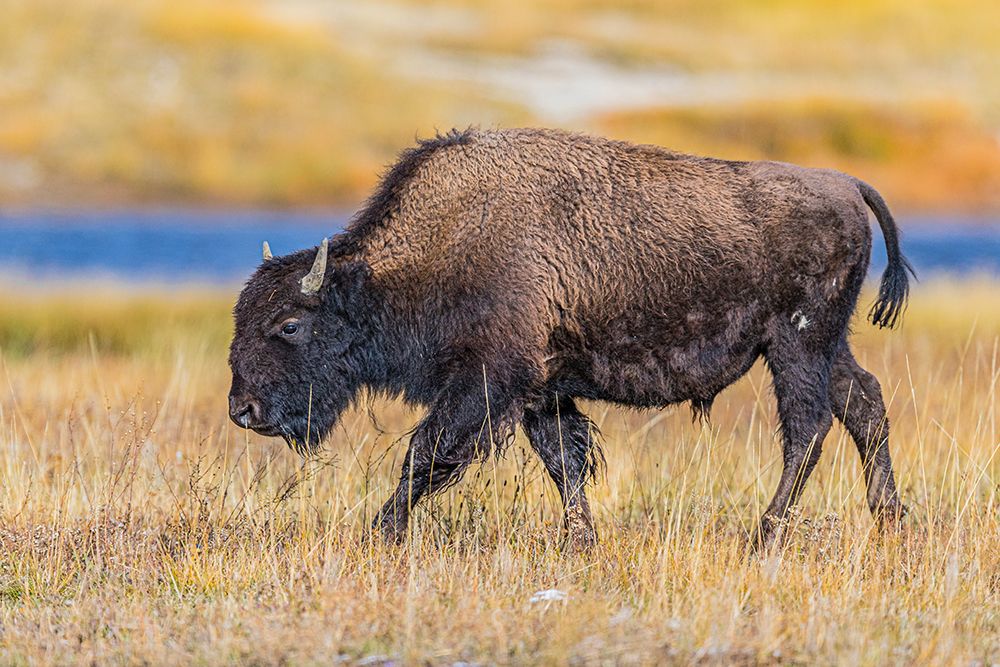 Bison along Fairy Creek in Yellowstone National Park. art print by Larry Richardson for $57.95 CAD