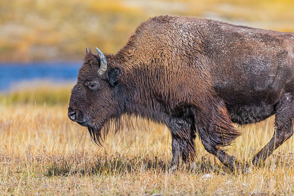 Bison along Fairy Creek in Yellowstone National Park. art print by Larry Richardson for $57.95 CAD