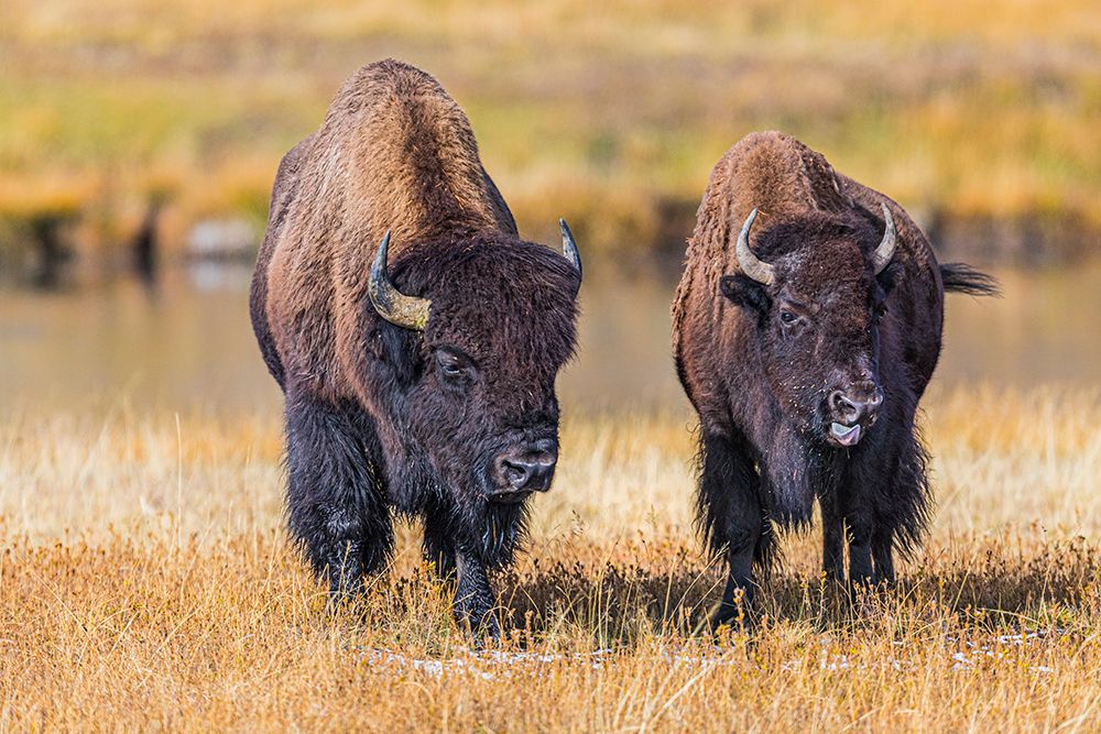 A fight is brewing between these two bison, in Yellowstone National Park. art print by Larry Richardson for $57.95 CAD