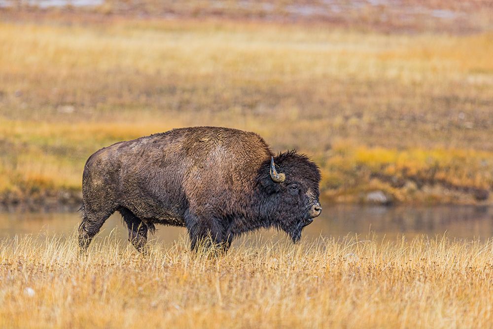 Bison along Fairy Creek in Yellowstone National Park. art print by Larry Richardson for $57.95 CAD