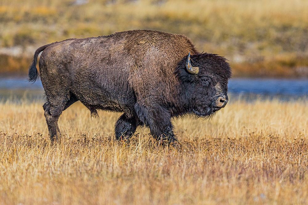 Bison along Fairy Creek in Yellowstone National Park. art print by Larry Richardson for $57.95 CAD