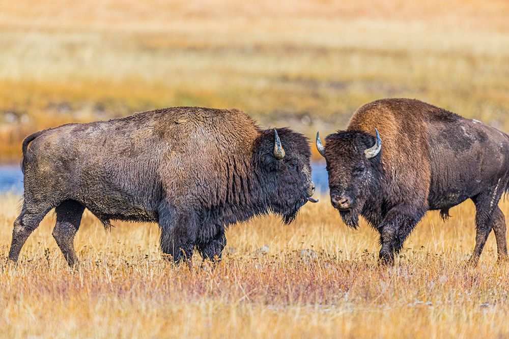 Bison exhibiting breeding behavior in Yellowstone National Park. art print by Larry Richardson for $57.95 CAD