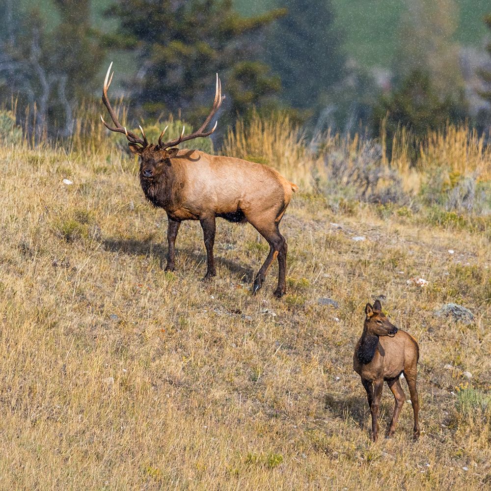 A bull elk maintains his majesty during the breeding season. art print by Larry Richardson for $57.95 CAD
