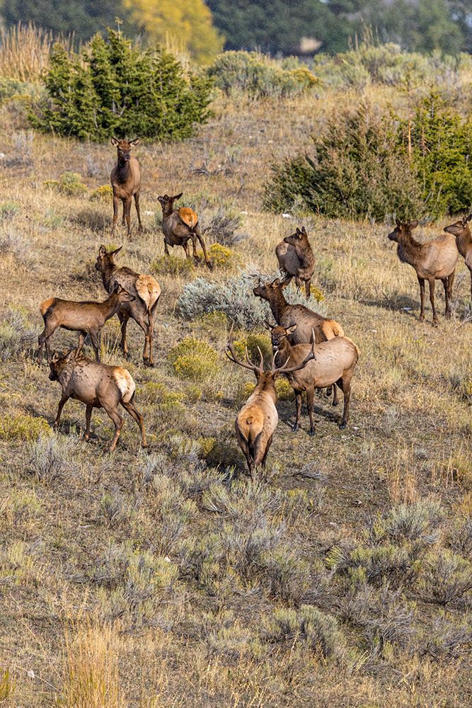 Bull elk monitors his harem of cows and young. art print by Larry Richardson for $57.95 CAD