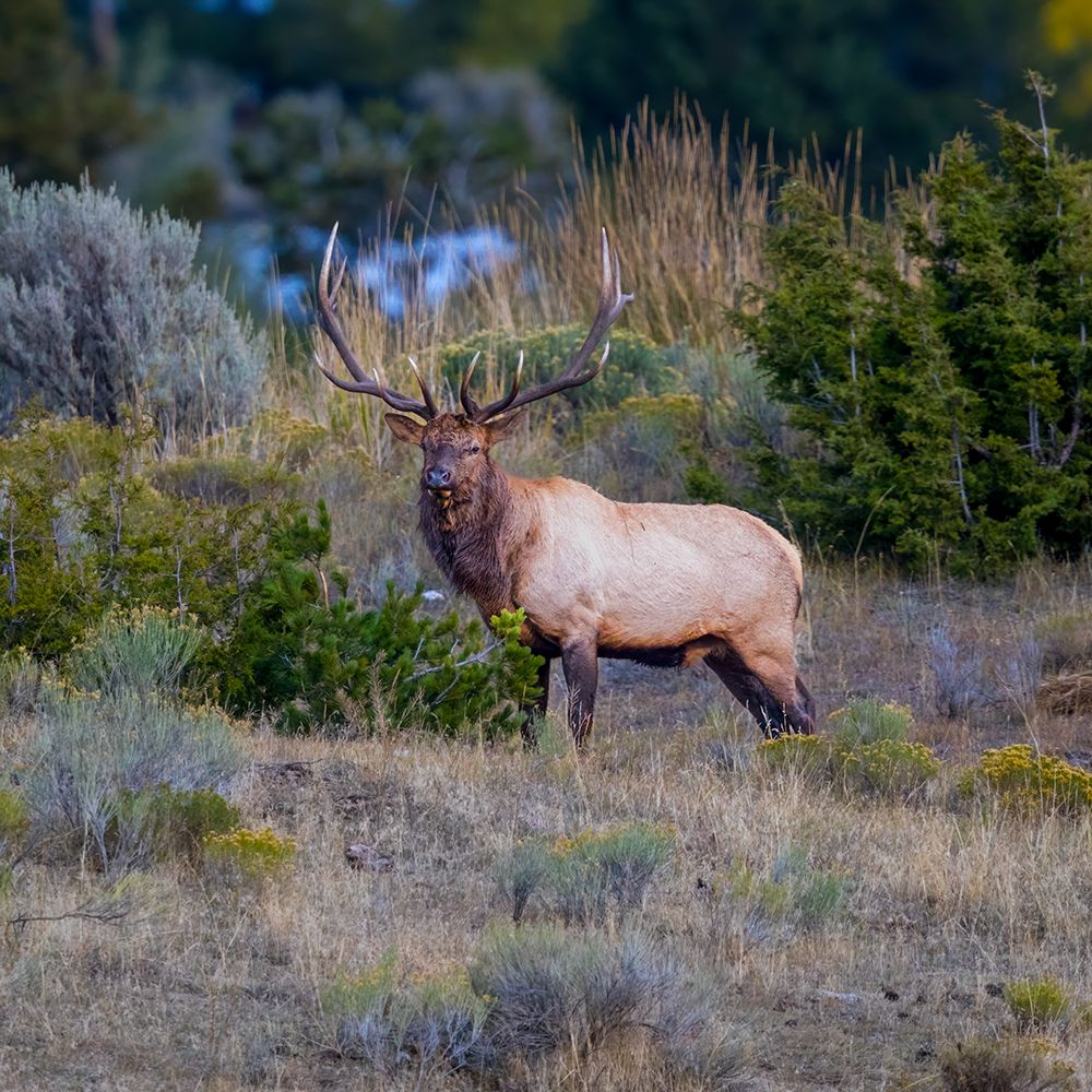 A bull elk maintains his majesty during the breeding season. art print by Larry Richardson for $57.95 CAD