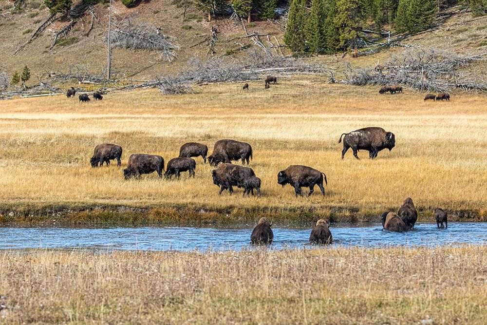 Bison make their way across Fairy Creek in Yellowstone National Park. art print by Larry Richardson for $57.95 CAD
