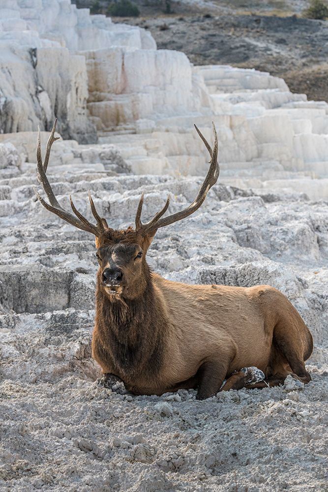 A majestic bull elk takes rest on the blanket of mineral deposits at Mammoth Hot Springs. art print by Larry Richardson for $57.95 CAD
