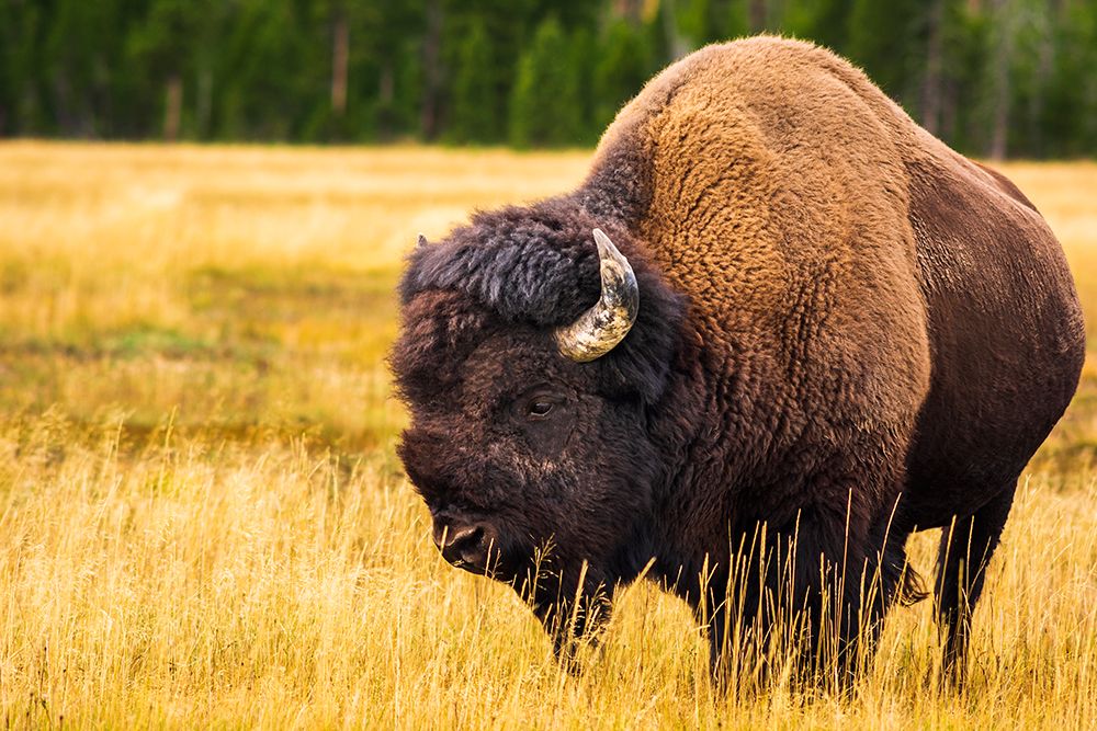 Bison-Yellowstone National Park-Wyoming-USA art print by Russ Bishop for $57.95 CAD