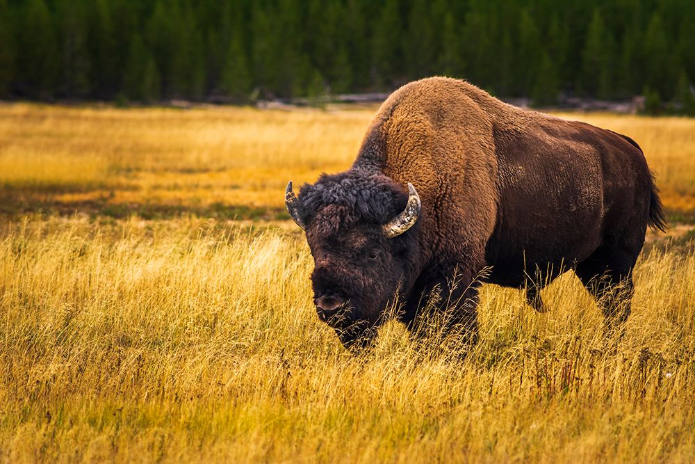 Bison-Yellowstone National Park-Wyoming-USA art print by Russ Bishop for $57.95 CAD