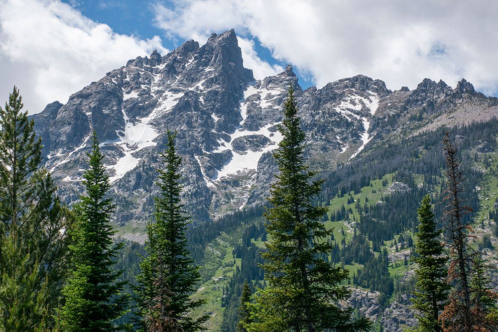 Subalpine fir-Grand Tetons-Grand Teton National Park-Wyoming-USA art print by Roddy Scheer for $57.95 CAD