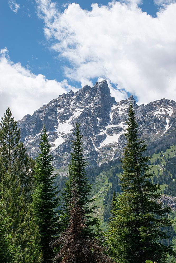 Subalpine fir-Grand Tetons-Grand Teton National Park-Wyoming-USA art print by Roddy Scheer for $57.95 CAD