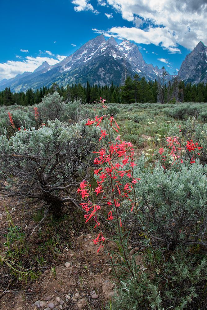 Scarlet gilia-Grand Tetons-Grand Teton National Park-Wyoming-USA art print by Roddy Scheer for $57.95 CAD