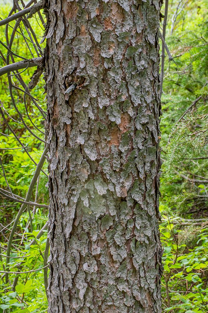 Engelmann spruce tree-String Lake-Grand Tetons National Park-Wyoming-USA art print by Roddy Scheer for $57.95 CAD