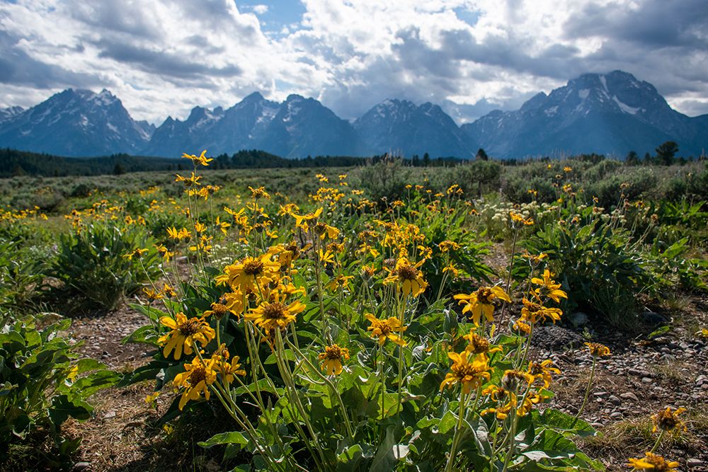 Arrowleaf balsamroot-Grand Tetons-Grand Teton National Park-Wyoming-USA art print by Roddy Scheer for $57.95 CAD