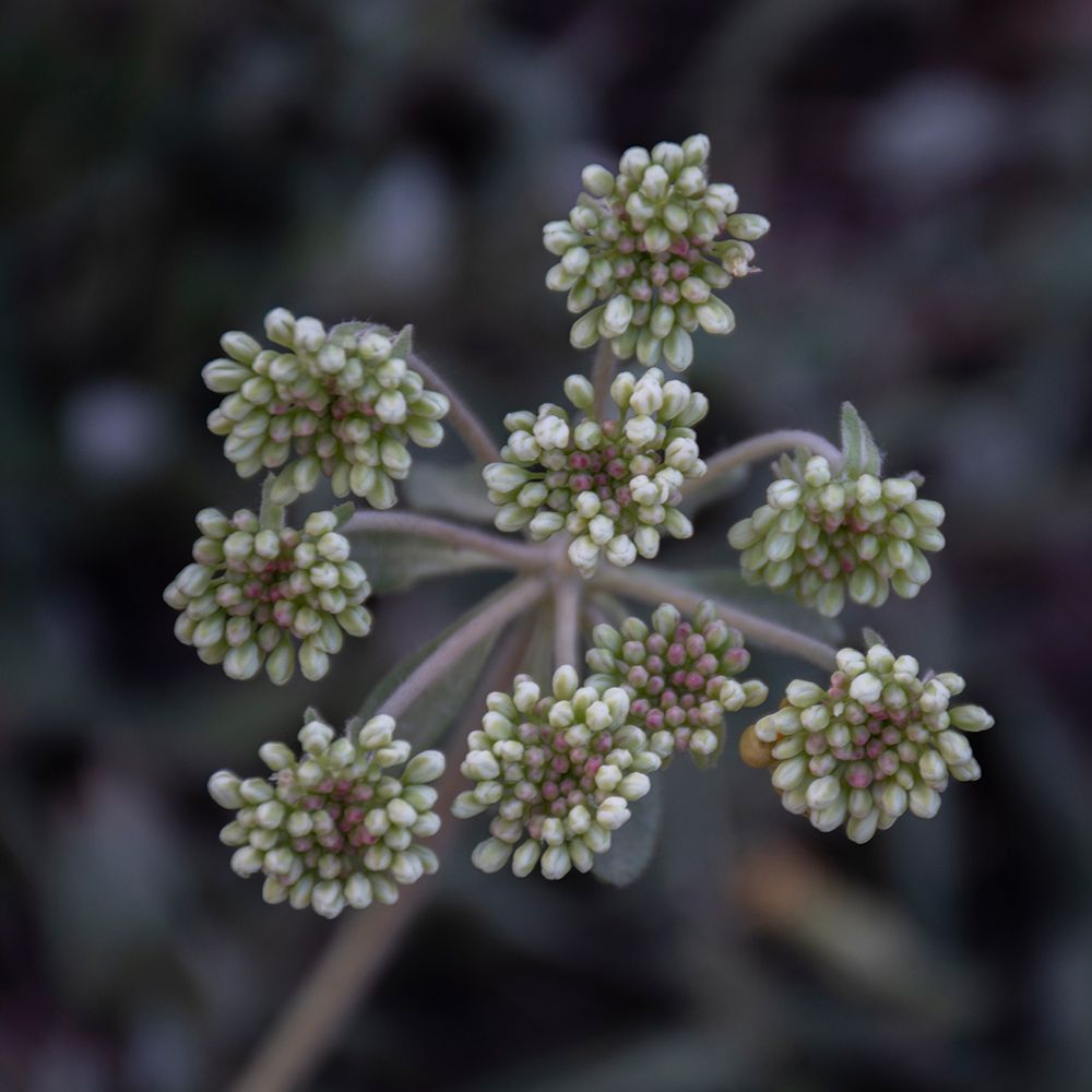 Parsnip flower buckwheat-Signal Mountain-Grand Teton National Park-Wyoming-USA art print by Roddy Scheer for $57.95 CAD