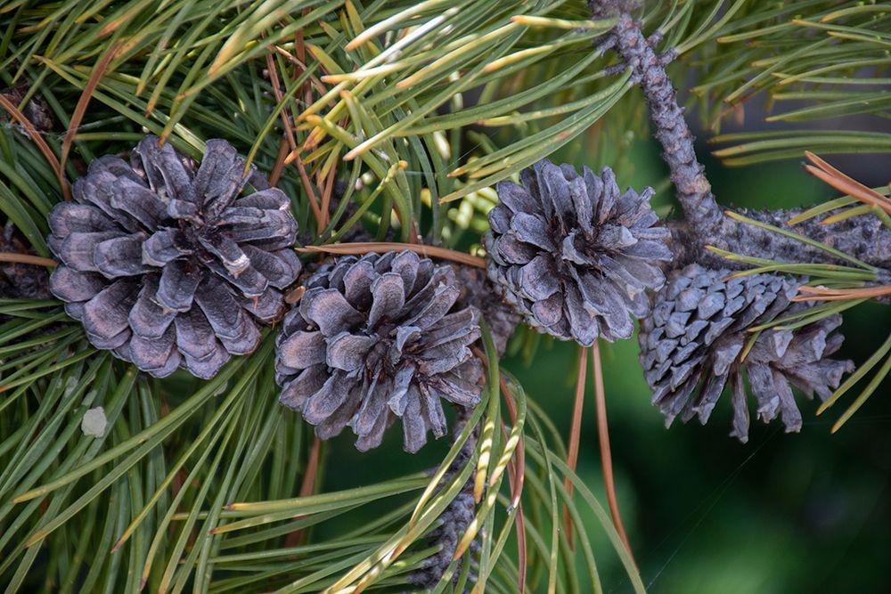 Lodgepole pine cones and needles-Lakeshore Trail-Colter Bay-Grand Tetons National Park-Wyoming art print by Roddy Scheer for $57.95 CAD