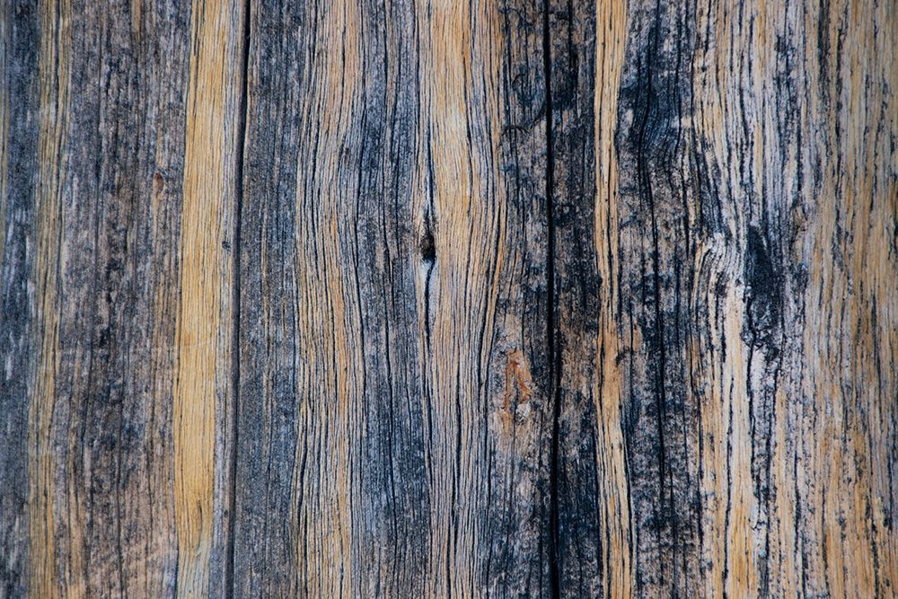 Lodgepole pine-Lakeshore Trail-Colter Bay-Grand Tetons National Park-Wyoming-USA art print by Roddy Scheer for $57.95 CAD