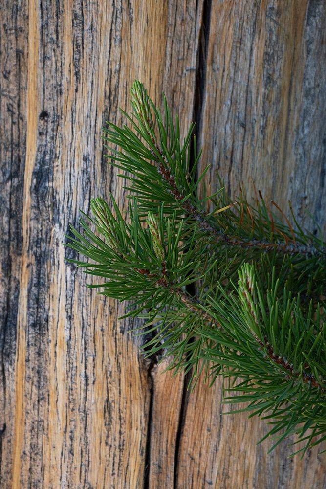 Lodgepole pine-Lakeshore Trail-Colter Bay-Grand Tetons National Park-Wyoming-USA art print by Roddy Scheer for $57.95 CAD