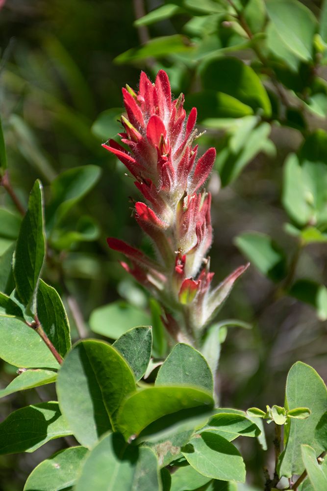 Giant red Indian paintbrush-Lakeshore Trail-Colter Bay-Grand Tetons National Park-Wyoming-USA art print by Roddy Scheer for $57.95 CAD