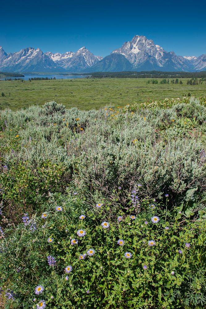 Wildflowers and Grand Tetons-Lunch Tree Hill-Grand Teton National Park-Wyoming-Usa. art print by Roddy Scheer for $57.95 CAD