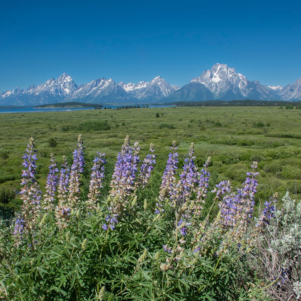 Silky lupine-Lunch Tree Hill-Grand Teton National Park-Wyoming-Usa. art print by Roddy Scheer for $57.95 CAD