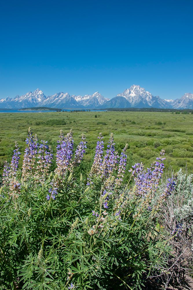 Silky lupine-Lunch Tree Hill-Grand Teton National Park-Wyoming-Usa. art print by Roddy Scheer for $57.95 CAD