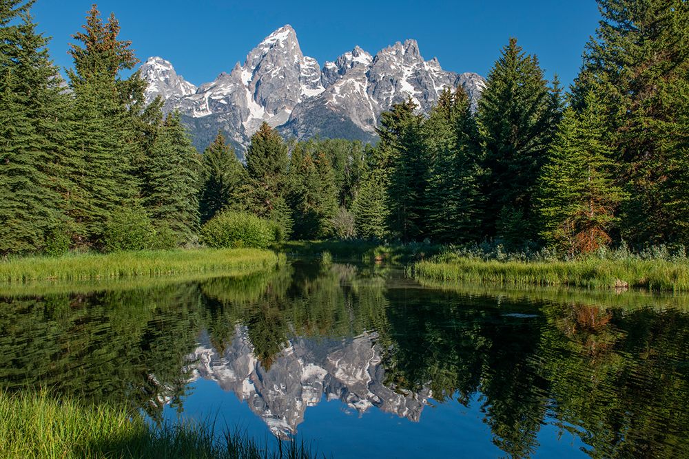Blue spruce trees and the Grand Tetons-Schwabacher Landing-Grand Teton National Park-Wyoming art print by Roddy Scheer for $57.95 CAD