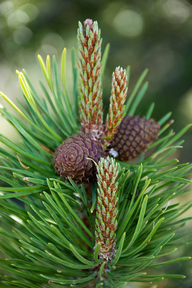 Lodgepole pine cones and catkins-Two Ribbons Trail-Yellowstone National Park-Wyoming-USA art print by Roddy Scheer for $57.95 CAD